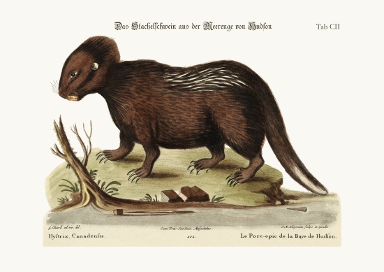 The Porcupine from Hudson's Bay van George Edwards