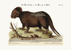 The Porcupine from Hudson's Bay