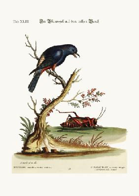 The red-bellied Blue-Bird