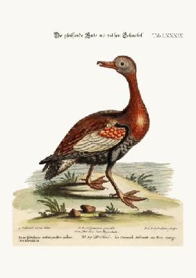 The Red-billed Whistling Duck