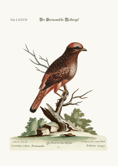 The Red Bird from Surinam van George Edwards