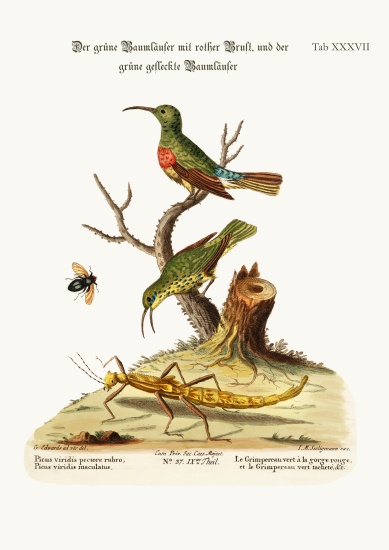The Red-breasted Green Creeper, and the Spotted Green Creeper van George Edwards