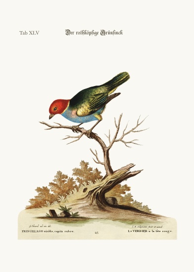 The red-headed Green-Finch van George Edwards