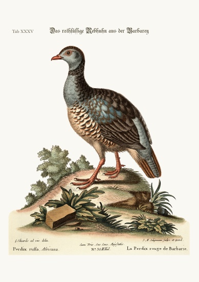 The red-legged Partridge from Barbary van George Edwards