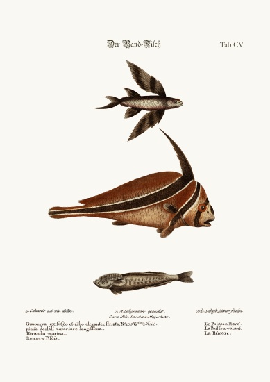 The Ribband-Fish van George Edwards