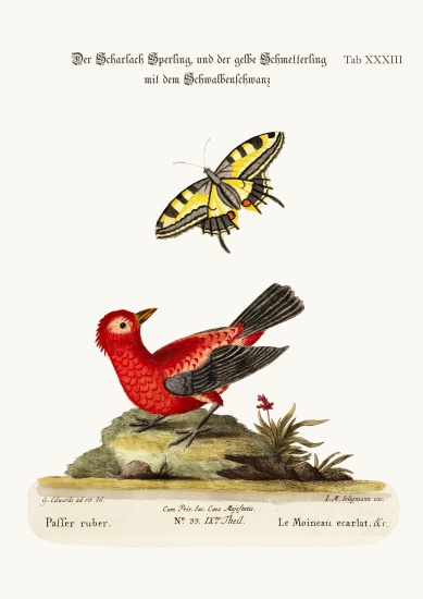 The Scarlet Sparrow and the Yellow Swallow-tailed Butterfly van George Edwards