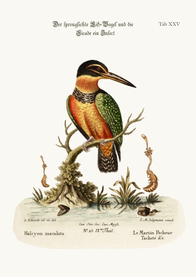 The Spotted Kingfisher van George Edwards