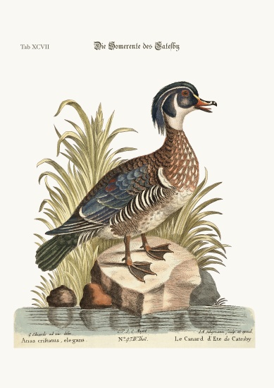 The Summer Duck of Catesby van George Edwards