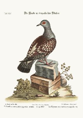 The triangular Spotted Pigeon