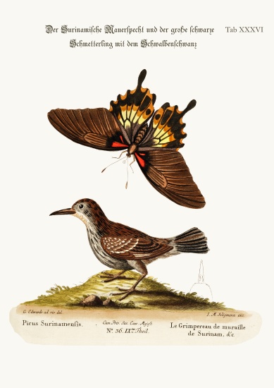 The Wall-creeper of Surinam and the Great Dusky Swallow-tailed Butterfly van George Edwards