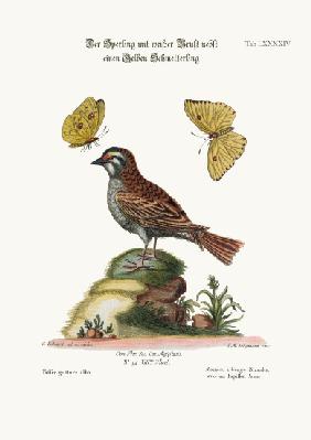 The White-throated Sparrow, and the Yellow Butterfly