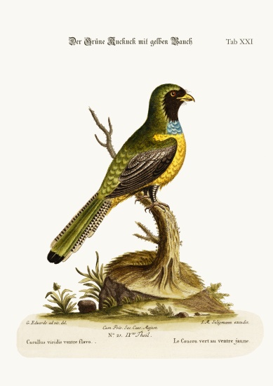 The Yellow-bellied Green Cuckow van George Edwards