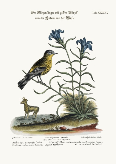 The Yellow-rumped Flycatcher, and the Gentian of the Desert van George Edwards