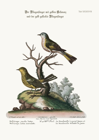 The Yellow-tailed Flycatcher, and the Spotted Yellow Flycatcher van George Edwards