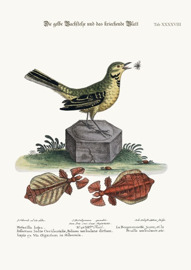 The Yellow Water-Wagtail and the Walking Leaf van George Edwards
