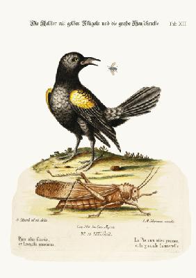 The Yellow-winged Pye, and Greatest Locust