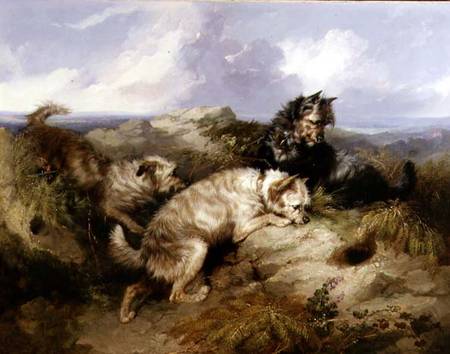 A Dandy Dinmont and Two Cairns Rabbiting van George Armfield