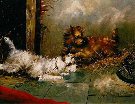 Terriers Playing (oil on canvas) van George Armfield