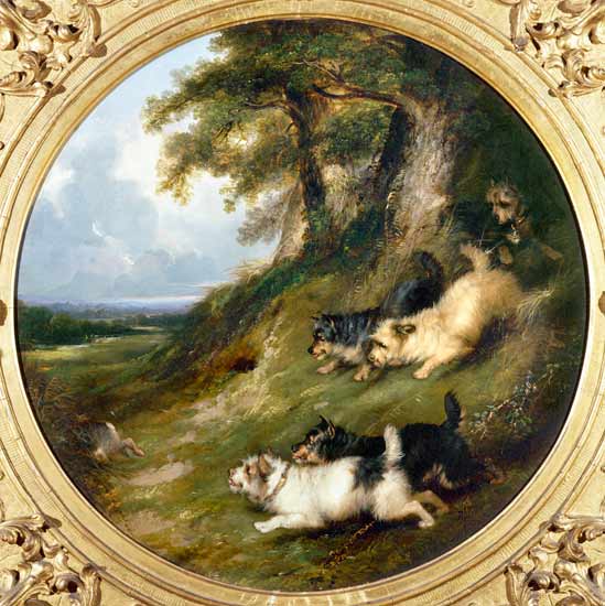 Terriers Rabbiting van George Armfield