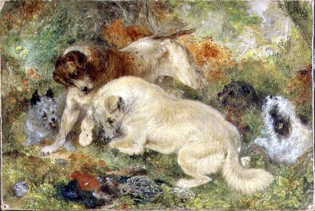 Terriers and Rabbits in a Wood van George Armfield