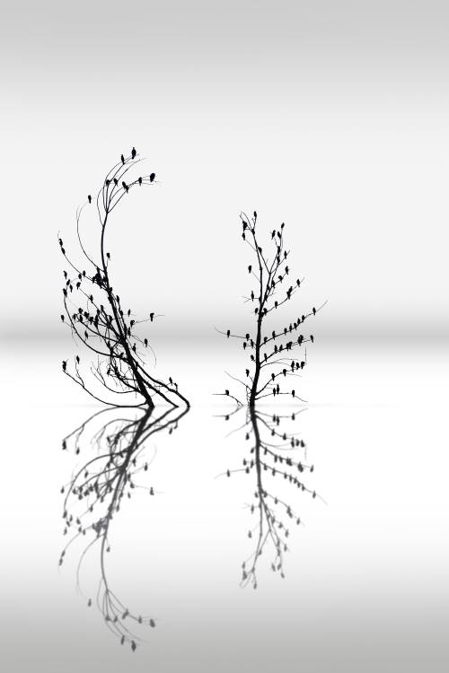 Trees with Birds (2) van George Digalakis