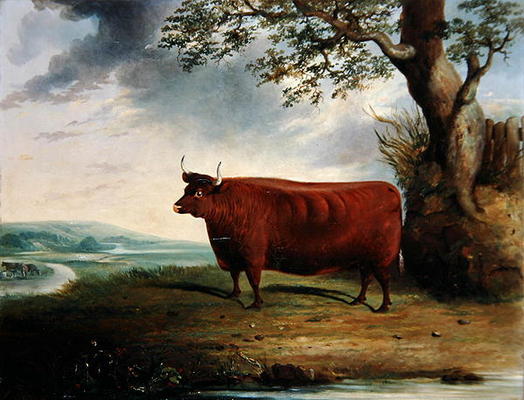 Portrait of a Brown Cow, 1844 (oil on canvas) van George Fenn