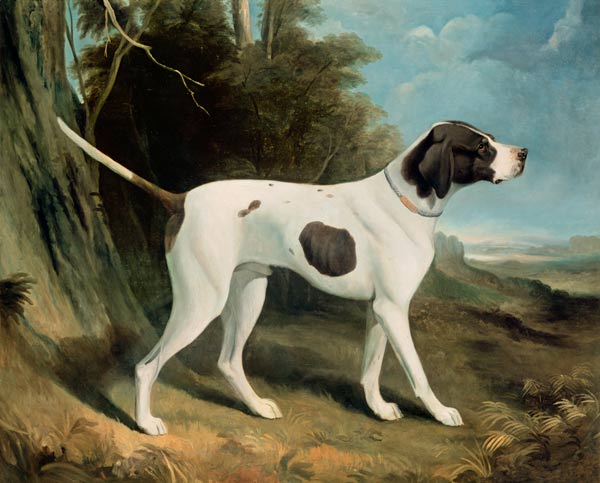 Portrait of a liver and white pointer van George Garrard