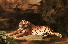 Portrait of the Royal Tiger, c.1770