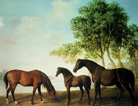 Shafto Mares and a Foal