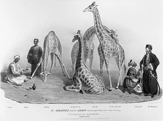 The Giraffes with the Arabs who brought them over to this country, Zoological Gardens, Regent''s Par van George the Elder Scharf