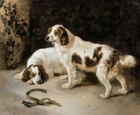 Brittany Spaniels
