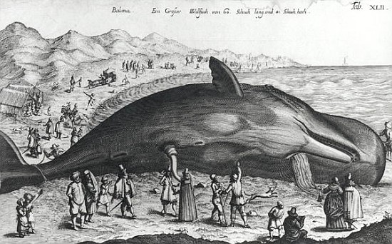 Dead whale van German School