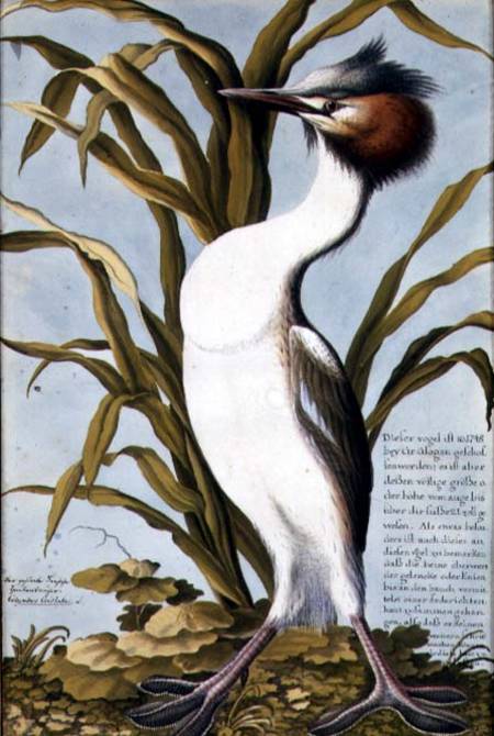 Great Crested Grebe (Podiceps cristatus) c.1748 van German School