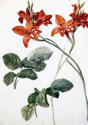 Gladiolus and Rose Leaves