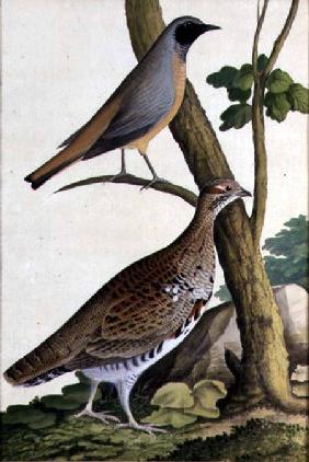 Redstart (Phoenicurus phoenicurus) and Hazel Hen