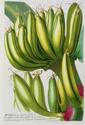 Banana, engraved by Johann Jakob Haid (1704-67) plate 19 from a botanical book, pub. by Augustus Vin van German School, (18th century)