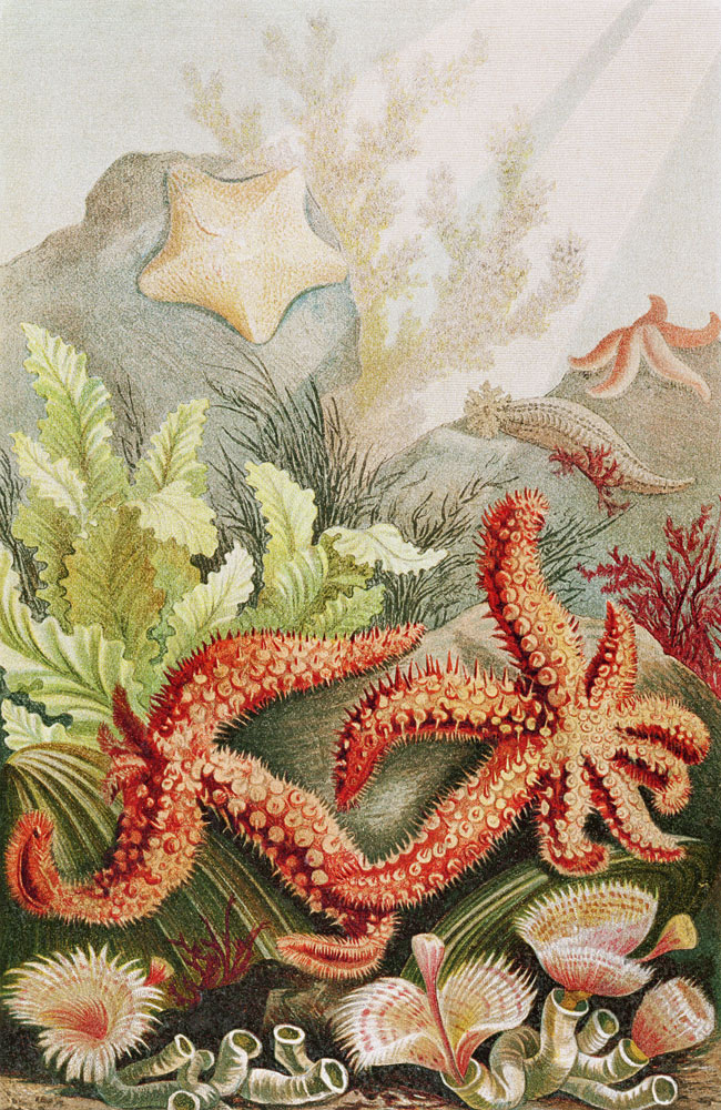 Starfish, plate from Brehms Tierleben: Allgemeine Kunde des Tierreichs, vol.10, p.528, published by van German School, (19th century)