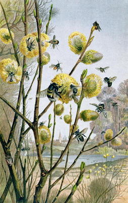 Spring in the Insect World, plate from Brehms Tierleben: Allgemeine Kunde des Tierreichs, vol.9, p.2 van German School, (19th century)