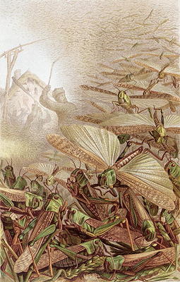 Swarm of Migratory Locusts, plate from Brehms Tierleben: Allgemeine Kunde des Tierreichs, vol.9, p.5 van German School, (19th century)