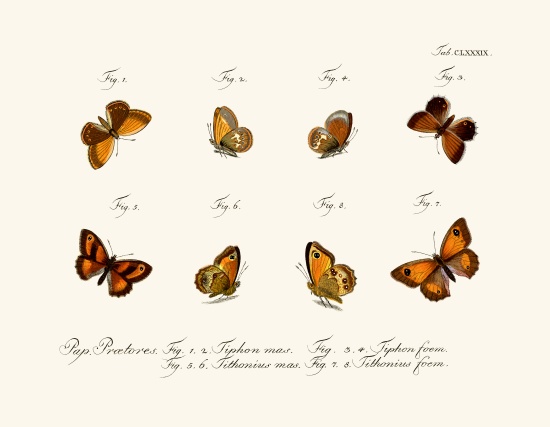 Butterflies van German School, (18th century)