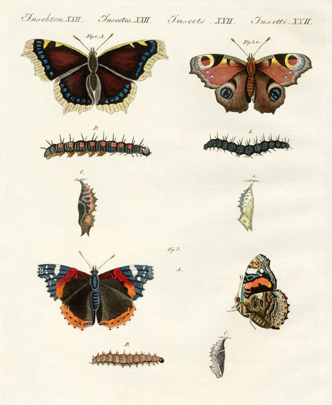 Butterflies -- birds of day van German School, (19th century)