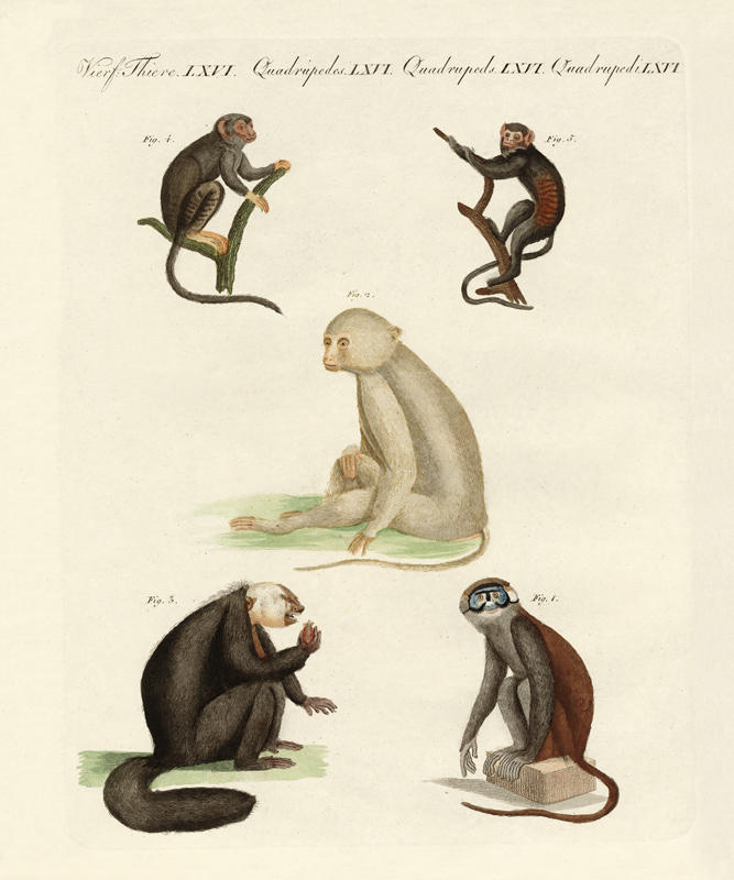 Five kinds of monkeys van German School, (19th century)