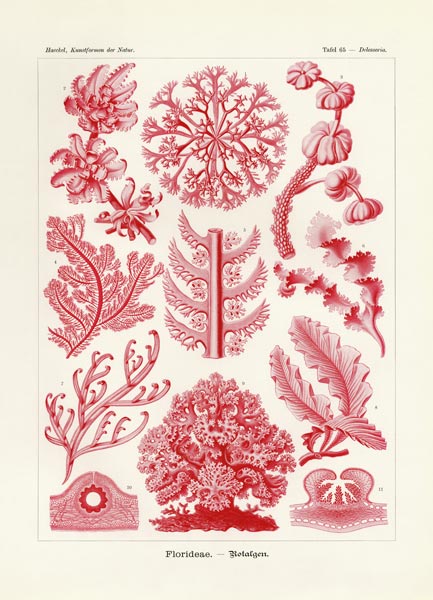 Florideae or Rhodophyceae van German School, (19th century)