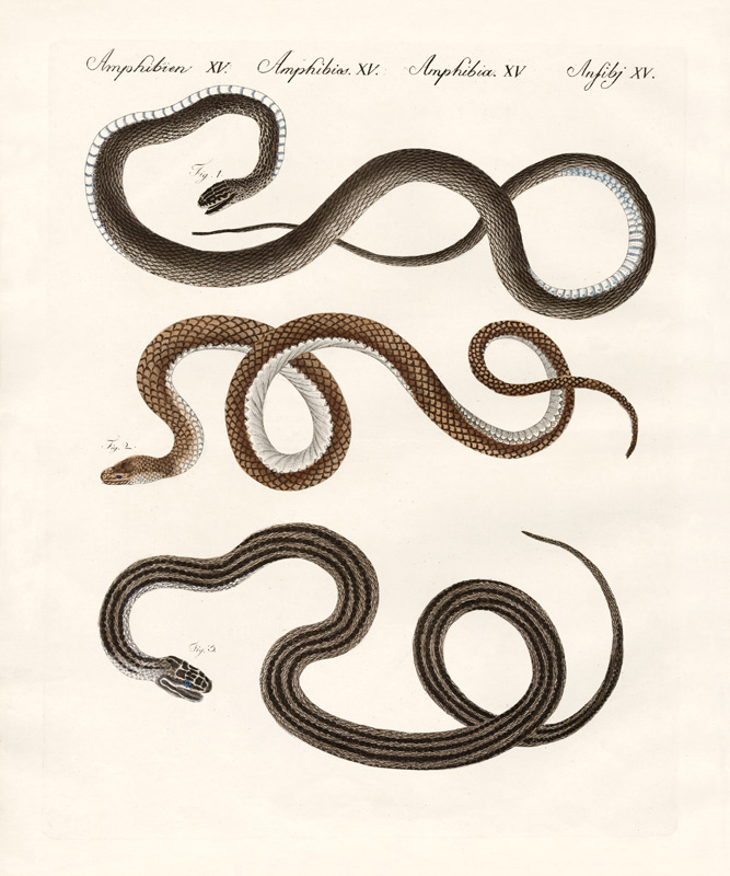 Harmless snake van German School, (19th century)