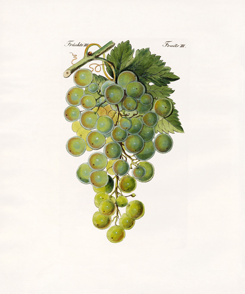 Kinds of vines van German School, (19th century)