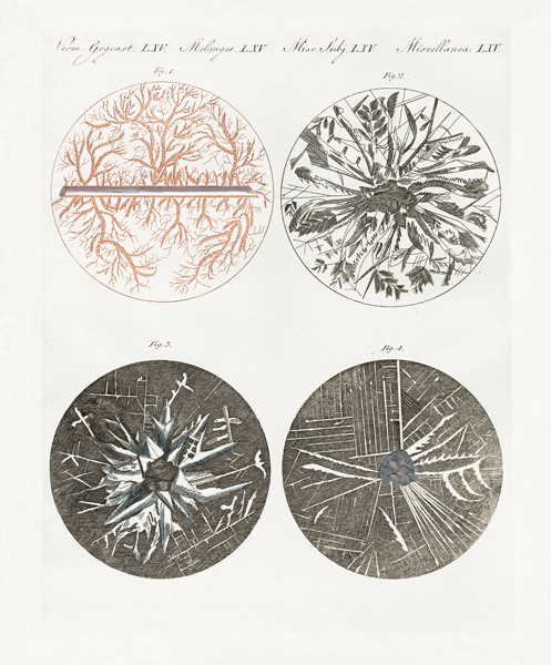 Microscopic view of the crystallization of metal van German School, (19th century)