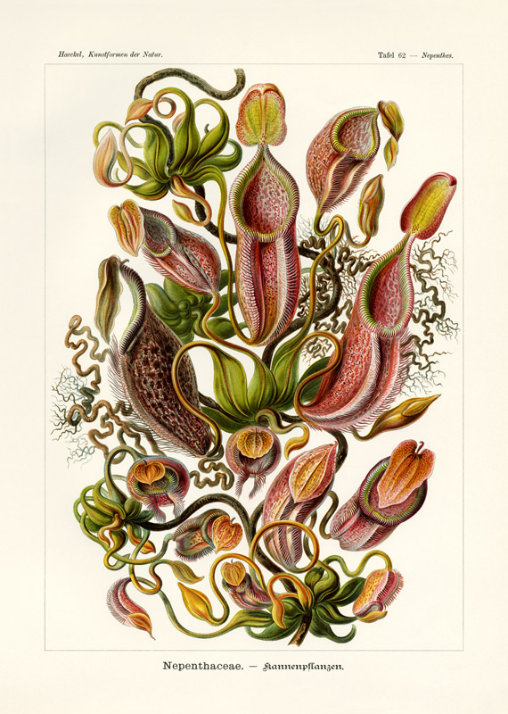 Nepenthaceae van German School, (19th century)