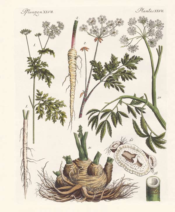 Poisonous German plants van German School, (19th century)