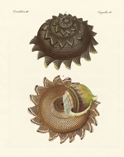A rare mollusk shell of the South Sea van German School, (19th century)