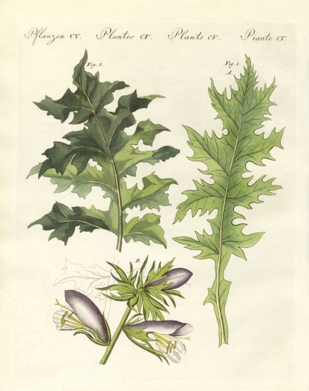Acanthus plants van German School, (19th century)